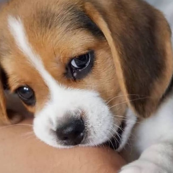 Meet your Posher,Anna - Picture 1 of 1